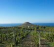 vitigni in Sardegna