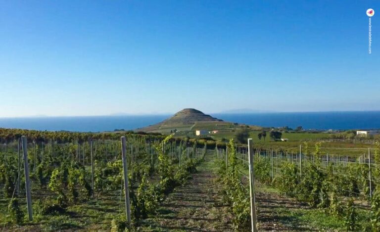vitigni in Sardegna